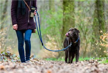 Eine Frau geht mit ihrem Hund an der Leine im Wald spazieren.