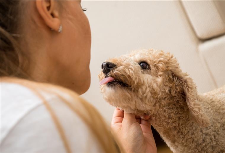 Den Hund wieder ans Alleinsein gewöhnen Viel Zeit mit ihrem Besitzer zu verbringen, das finden gerade Hunde herrlich. Aber das Alleinsein sollten die Vierbeiner dabei am besten nicht verlernen.