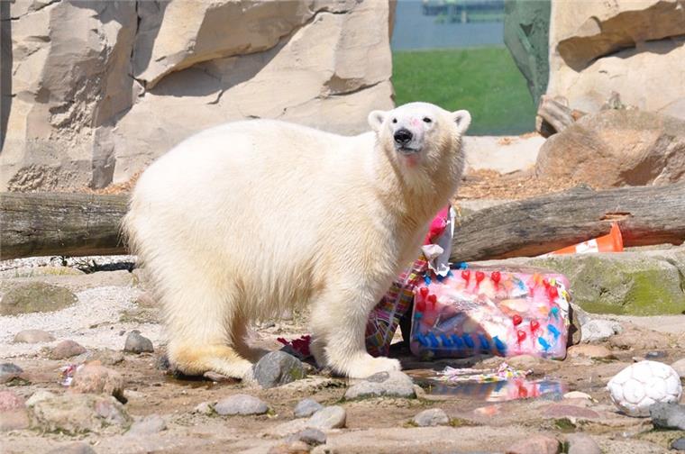 Viele Besucher haben am Sonntag die Gelegenheit genutzt, um sich bei der Eisbärin Lili zu verabschieden. 