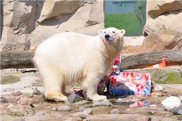 Viele Besucher haben am Sonntag die Gelegenheit genutzt, um sich bei der Eisbärin Lili zu verabschieden. 