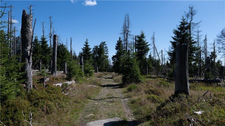 Viele Biotoptypen in Niedersachsen sind gefährdet - dazu gehören auch Moore und Wälder. (Symbolfoto)