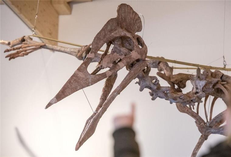 Flugsaurier-Skelett