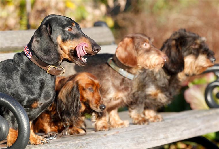 Arthrose bei Hunden frühzeitig erkennen Hunde