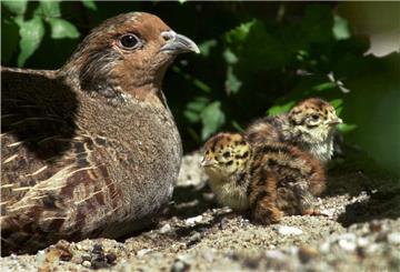 Viele in Europa häufige Vögel sind auf dem Rückzug. Auch das Rebhuhn, ein Charaktervogel der Feldflur und der Brachflächen, fühlt sich in der ausgeräumten Agrarlandschaft nicht mehr wohl. Es braucht Feldraine, Weg- und Grabenränder, Hecken, Gehölz- und Waldränder, um in guter Deckung sein Nest am Boden zu bauen.