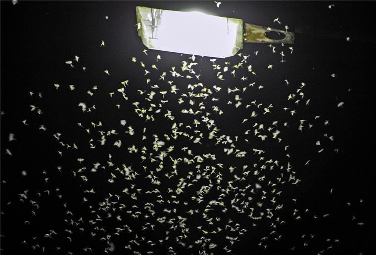 NABU: Künstliches Licht ist für viele Tiere eine tödliche Falle Eintagsfliegen schwirren um eine Straßenlaterne