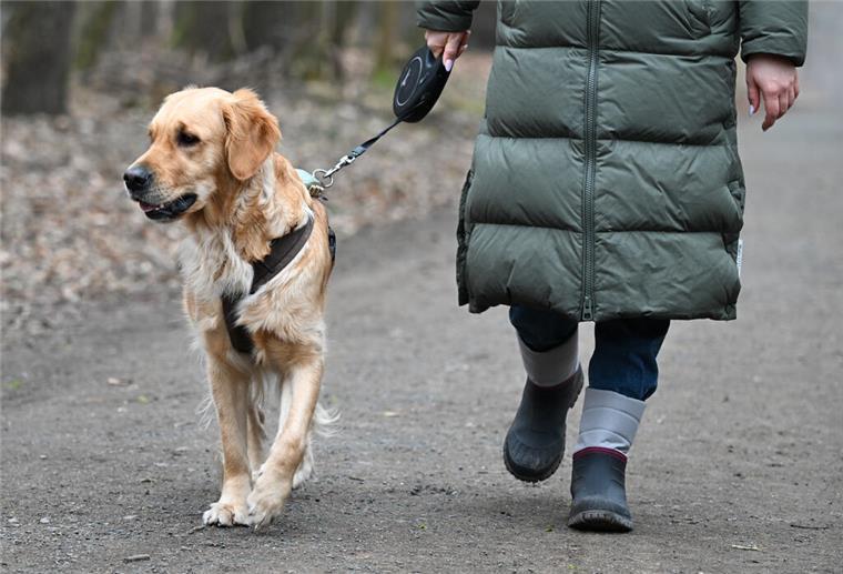 Hund und Steuererklärung: So holen sich Hundehalter bares Geld zurück Eine Frau geht im Frankfurter Stadtwald mit ihrem Hund spazieren.