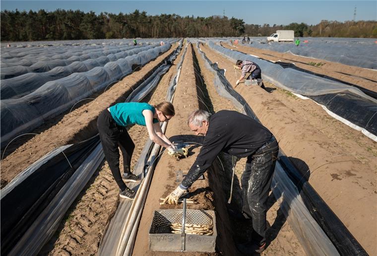 Zweitjobs während Kurzarbeit möglich Viele landwirtschaftlichen Betriebe suchen nach Ernetehelfern: Wer sein Kurzarbeitergeld durch einen Job in einem anderen Betrieb aufstocken möchte, kann das tun.