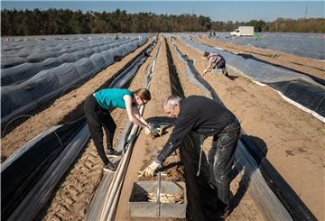 Viele landwirtschaftlichen Betriebe suchen nach Ernetehelfern: Wer sein Kurzarbeitergeld durch einen Job in einem anderen Betrieb aufstocken möchte, kann das tun.