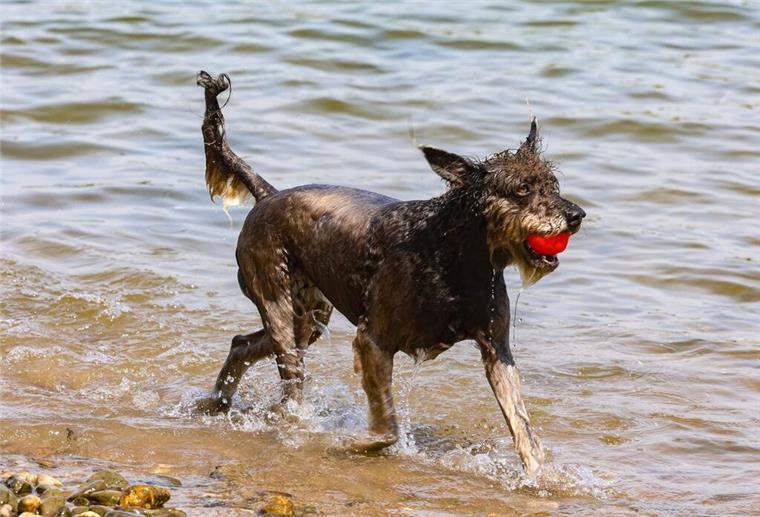 Hundehalter werden zur Kasse gebeten: So teuer ist die Kurtaxe für Hunde Ein Hund läuft bei heißem Sommerwetter am Paradiesstrand am Rhein entlang