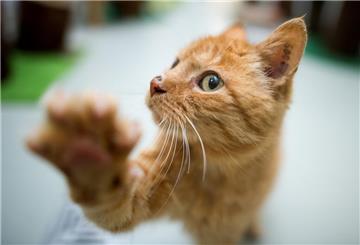 Eine Katze mit rot-braunem Fell schaut in die Kamera.