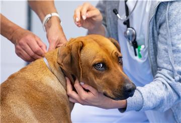 Viele Tierarztpraxen kommen aufgrund des pandemiebedingten Haustier-Booms an ihre Kapazitätsgrenzen. Das Nervenkostüm der Halterinnen und Halter ist nach zwei Jahren Pandemie angespannt.