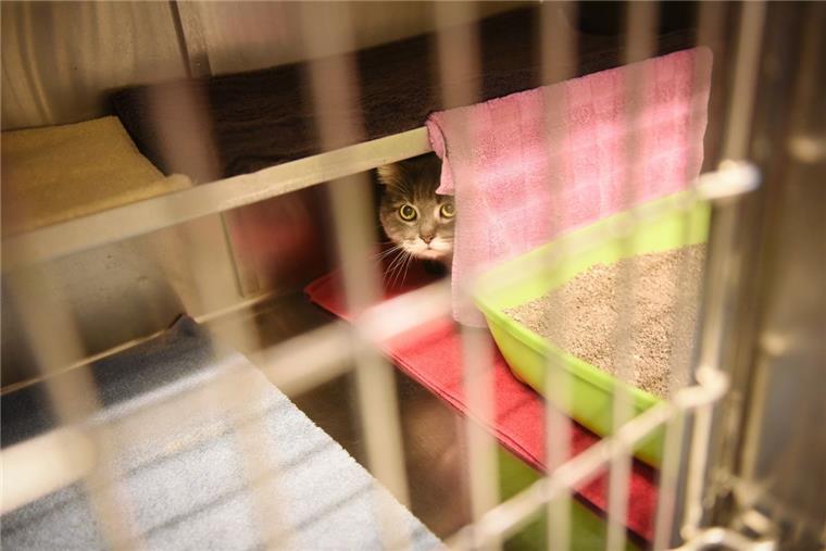 Darum sollte man an Weihnachten keine Tiere verschenken Viele Tierheime vermitteln in der Weihnachtszeit keine Haustiere an neue Besitzer. Denn ein Tier unterm Weihnachtsbaum - diese Entscheidung will gut überlegt sein, so Tierschutz-Experten.