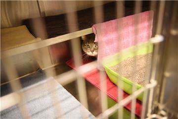 Viele Tierheime vermitteln in der Weihnachtszeit keine Haustiere an neue Besitzer. Denn ein Tier unterm Weihnachtsbaum - diese Entscheidung will gut überlegt sein, so Tierschutz-Experten.