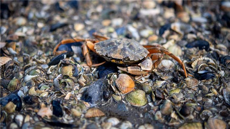 Kostenlose Führungen - Wattenmeer feiert Welterbegeburtstag Viele Wattenmeerbewohner wie die Strandkrabbe lassen sich bei einer Wattwanderung entdecken. (Archivfoto)