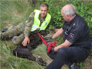 Vier Soldaten haben am Dienstag ein Kalb verfolgt, das auf der A1 lief. 
