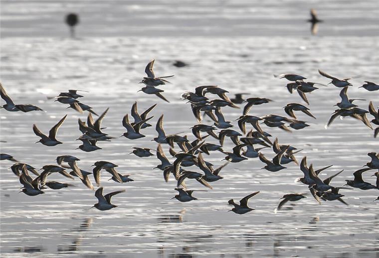 Wie im Horrorfilm: Hunderte Vögel stürzen auf Kreuzfahrtschiff ARCHIV - 12.10.2023, Niedersachsen, Jade: Vögel rasten im Watt. Millionen von Zugvögeln lassen sich in diesen Tagen bei der Rast im Wattenmeer beobachten. (zu dpa: «Wattenmeer ist wieder Drehscheibe des Vogelzugs») Foto: Sina Schuldt/dpa +++ dpa-Bildfunk +++