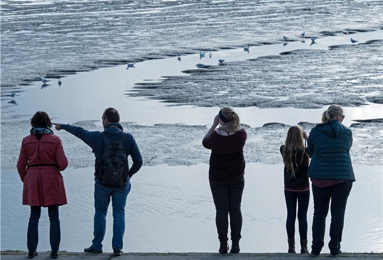 Im Schlick mit dem Vogelkundler Vogelfreunde lassen sich am Deich des Jadebusens die Zugvögel im Wattenmeer erklären. Millionen von Vögeln werden in den kommenden Wochen wieder an der niedersächsischen Küste erwartet.
