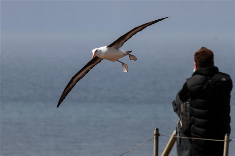 Schwarzbrauenalbatros erfreut Vogelfreunde im Norden Vogelfreunde sind begeistert: Der Schwarzbrauenalbatros wurde auch in diesem Jahr wieder auf Helgoland gesichtet.