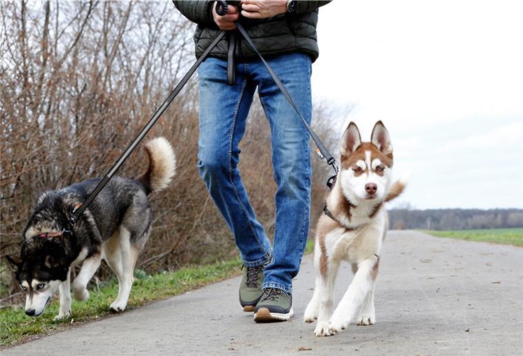 Cuxland: Anleinpflicht für Hunde gilt ab dem 1. April Vom 1. April bis 15. Juli gilt in Niedersachsen für alle Hunde außerhalb geschlossener Ortschaften eine Leinenpflicht.