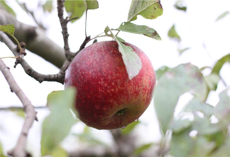 Apfelernte in Badenstedt: Vom Baum direkt in die Flasche Vom Baum in die Flasche: Gärtnerhof Badenstedt mostet seine Äpfel selbst.