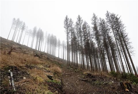 Vom Borkenkäfer befallene und abgestorbene Fichten stehen im Kellwassertal im Harz.