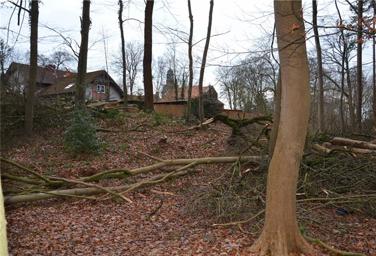 Zeven: Bäume fallen für den Wald von morgen Gefällt Bäume liegen auf dem Waldboden