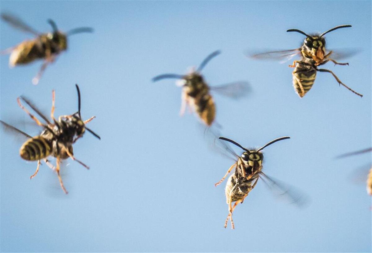 So überwintern Wildbienen, Wespen und Hummeln Wespen