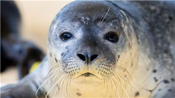 Von einem Flugzeug aus werden die Seehunde im Wattenmeer gezählt - größere Ansammlungen werden dafür fotografiert. 