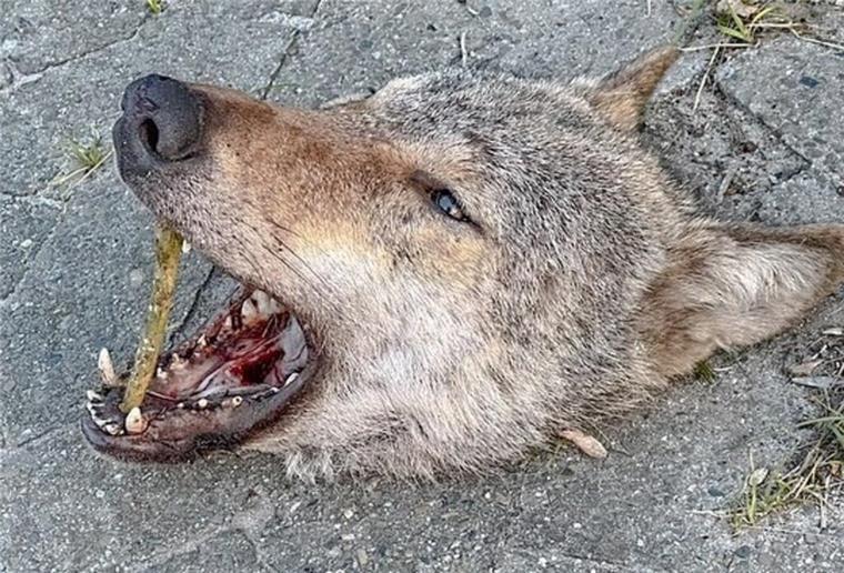 Provozierende Botschaft: Abgetrennter Wolfskopf in Niedersachsen entdeckt Ein abgetrennter Wolfskopf