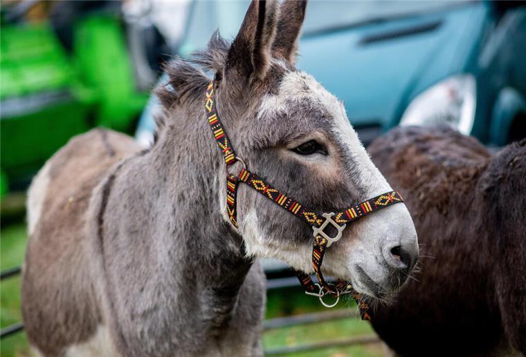 Hufschmerz und Hungern vorbei: Gerettete Esel finden Zuflucht in Niedersachsen 13.11.2024, Niedersachsen, Zetel: Ein Esel steht auf dem Vieh- und Pferdemarkt zum Zeteler Markt auf einer Wiese. Der Zeteler Markt ist eines der größten Volksfeste in Friesland. Seit etwa 300 Jahren beginnt er an jedem zweiten Novemberwochenende. Mit der Zeit hat sich der Markt zu einem Volksfest mit Ständen und Fahrgeschäften entwickelt - der traditionelle Viehmarkt blieb erhalten. Foto: Hauke-Christian Dittrich/dpa +++ dpa-Bildfunk +++
