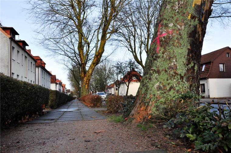 Nordenham: Stolperfallen in der Hansingstraße sind beseitigt Von Wurzeln hochgedrückte Gehwegplatten in der Hansingstraße in Nordenham sind beseitigt worden.