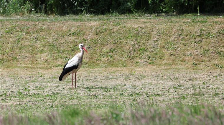 Vor allem für die Brutpaare sei es derzeit schwer, ausreichend Würmer, Frösche, Lurche, Kröten und Schnecken zu finden. 