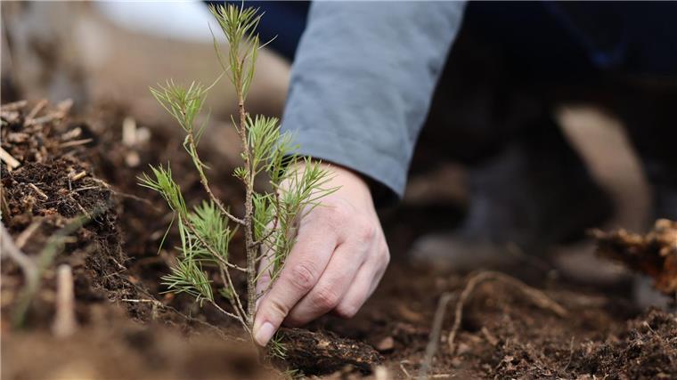 Vor allem im Harz werden viele neue Bäume gepflanzt. (Archivbild)