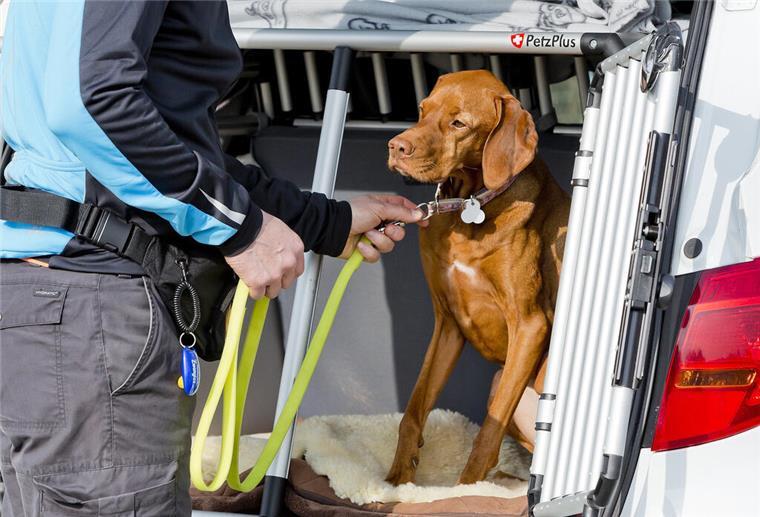 6 Tipps für eine sichere Autofahrt mit Hund Ein Hund wird in einer Transportbox in einem Auto angeleint.