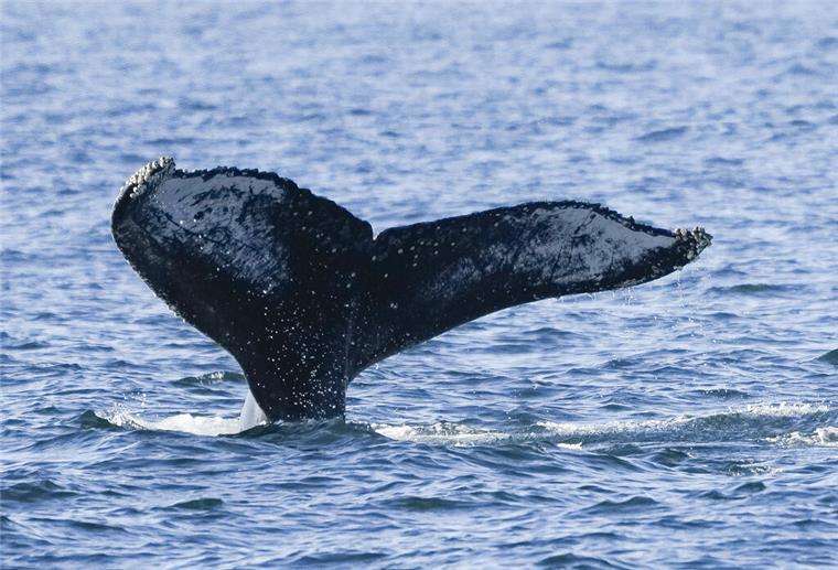 Seltener Buckelwal in der Nordsee: Ist das Wattenmeer gefährlich für das Tier? Vor der ostfriesischen Insel Baltrum wurde vor kurzem ein seltener Buckelwal gesichtet.