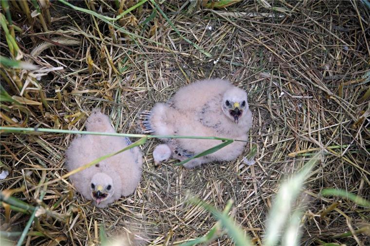 Zeven: Welche Vögel fliegen denn da? Vor einigen Jahren hat ein Wiesenweihenpaar in der Nähe von Sassenholz in einem Getreidefeld gebrütet. Die Art ist vom Aussterben bedroht.