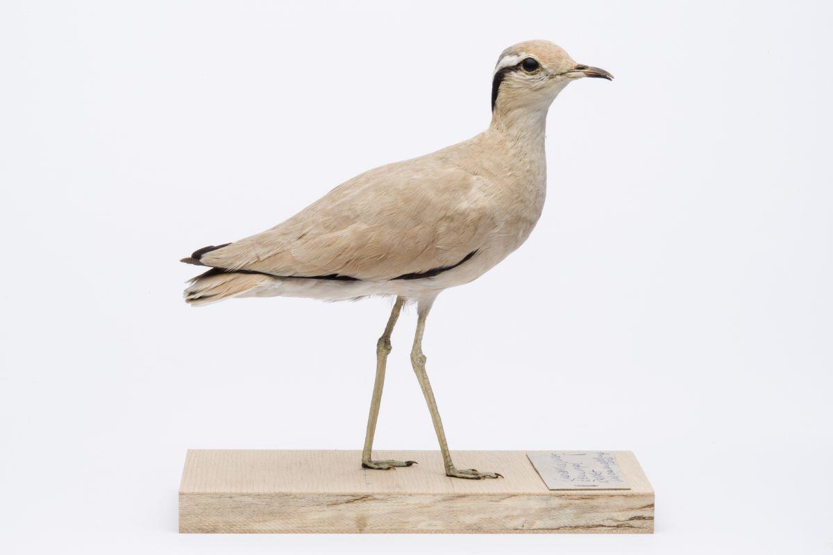 Tarmstedt: Ein Irrgast aus der Wüste Vor fast 100 Jahren erlegte ein Jäger aus Bremen in der Nähe von Tarmstedt einen Rennvogel aus der Wüste.