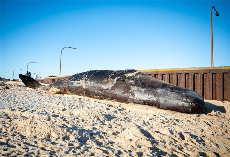 Toter Pottwal von Sylt liefert Daten für Umwelt- und Wal-Forschung Der Pottwal-Kadaver liegt am Strand. Vor rund zwei Monaten bargen Experten den tonnenschweren Kadaver eines Pottwals auf Sylt und zerlegten ihn in Stücke. Teile des toten Tieres könnten jetzt spannende Erkenntnisse liefern.
