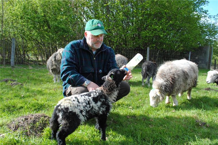 Herdwick-Schafe vor zehn Jahren nach Deutschland gebracht Vor zehn Jahren hat Ralf Reinhardt die Rasse der Herdwick-Schafe nach Deutschland gebracht. Das teddyähnliche Aussehen hat ihn von Anfang begeistert. "Milky" wird zwei Mal am Tag mit der Flasche gefüttert, da seine Mutter ihn nicht versorgen kann.