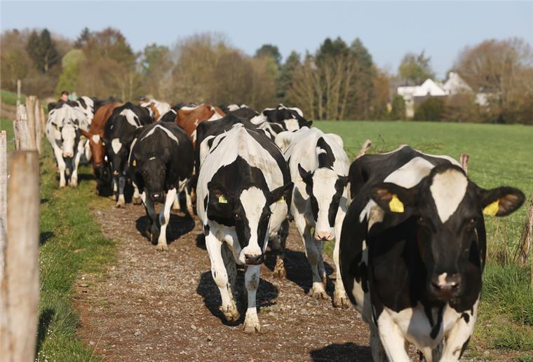 Weidehaltung von Milchkühen wird in Niedersachsen gefördert Kühe gehen einen Weg entlang Richtung Weide.