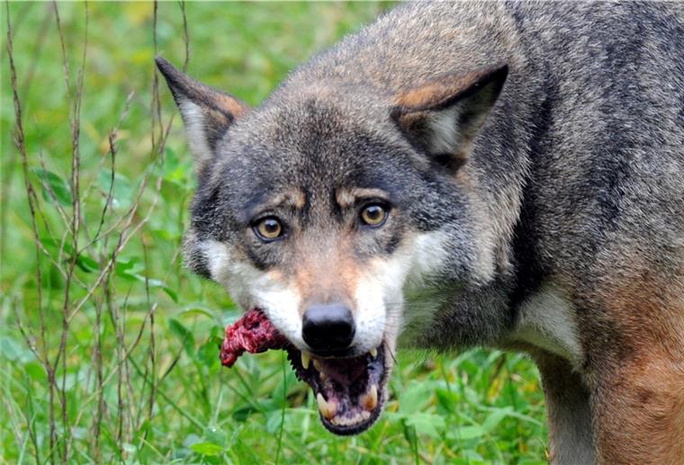 Gestoppte Abschussgenehmigung: Geteiltes Echo auf Beschluss zum Wolf Vorerst darf kein Wolf – hier ein Symbolbild – aus den Rudeln Schiffdorf und Garlstedt geschossen werden. Das kommt nicht überall gut an.