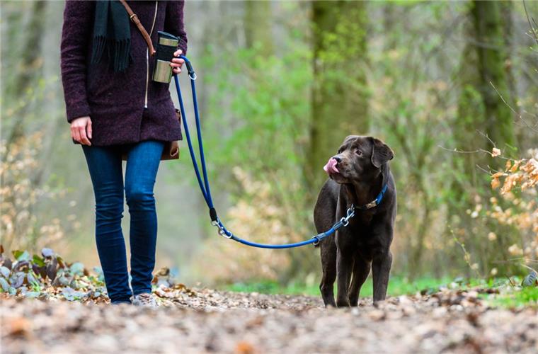 Hunde bitte an die Leine! Während der aktuell geltenden sogenannten Brut- und Setzzeit dürfen die Vierbeiner etwa im Wald und auf Feldwegen nicht frei herumlaufen.