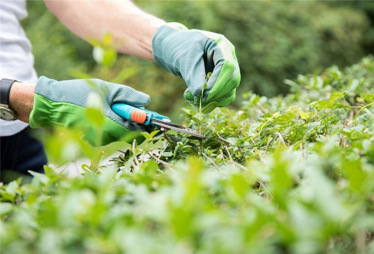 Mann schneidet Hecke mit Gartenschere