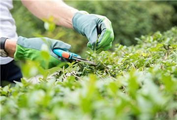 Mann schneidet Hecke mit Gartenschere