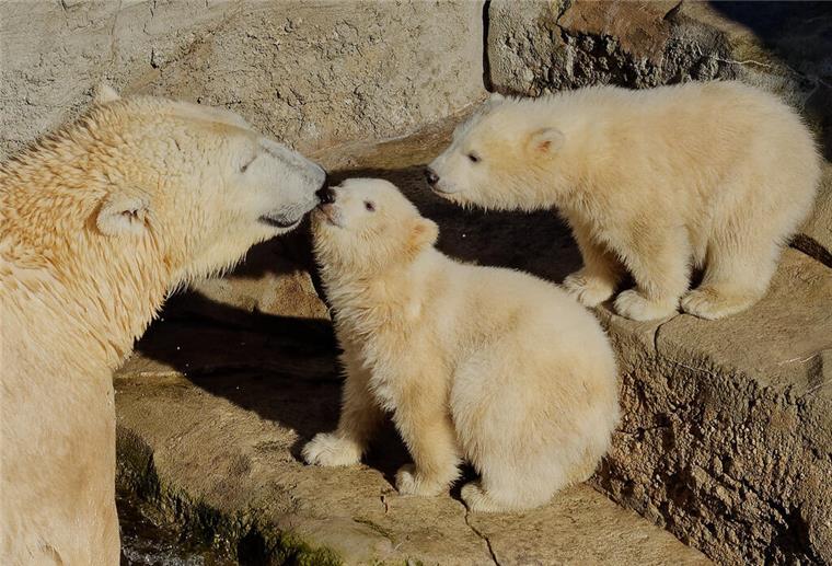 Eisbären-Mutter reagiert aggressiv: Zoo am Meer muss Anna und Elsa isolieren Während der Inventur im Januar noch glücklich vereint: das Eisbär-Trio.