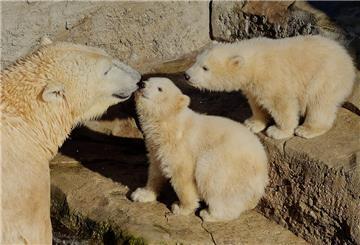 Während der Inventur im Januar noch glücklich vereint: das Eisbär-Trio.