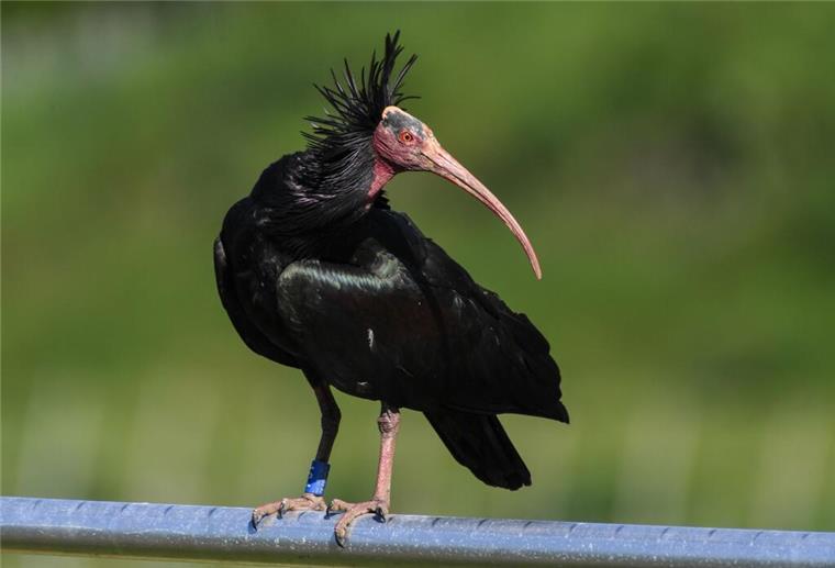 Todes-Abschlag! Golfer killt seltenen Waldrapp mit einem Schlag Ein Waldrapp steht auf einer Stange vor der Brutwand