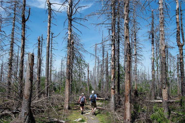 Forscherin warnt vor katastrophalen Waldbränden im Harz Wanderer gehen durch einen nach einem Borkenkäferbefall abgestorbenen Fichtenwald auf dem Berg Achtermann im Harz. Wegen des Klimawandels befürchtet eine Göttinger Forscherin im Harz eine größere Gefahr für katastrophale Waldbrände.