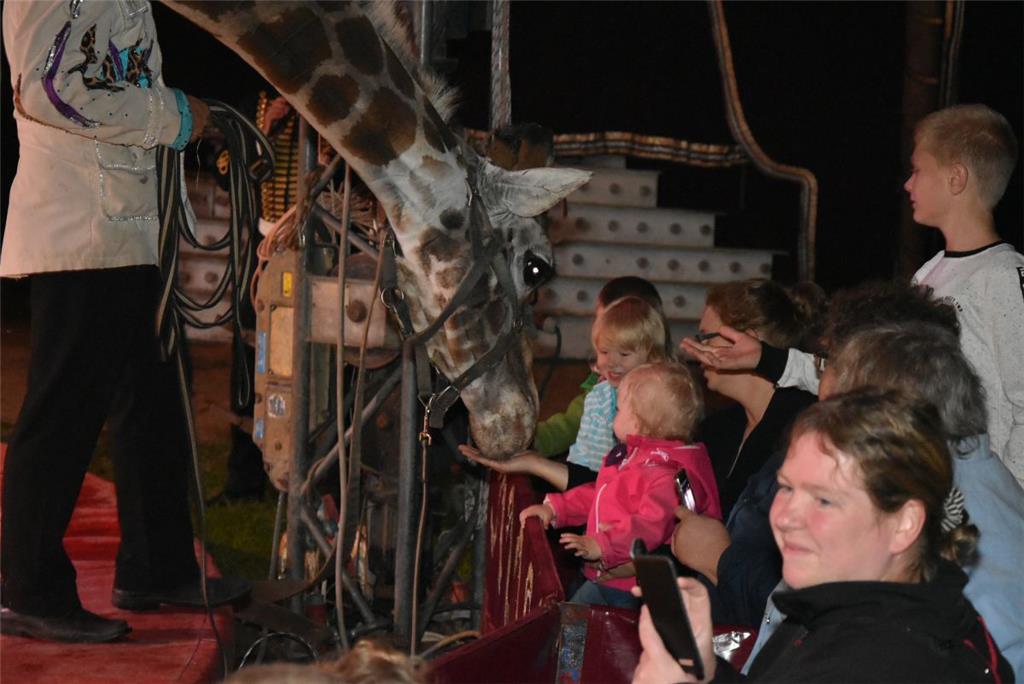 Wann kann man schon einmal eine Giraffe streicheln?