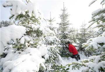 Wann wird bei euch der Weihnachtsbaum geschmückt? Und gibt es Heiligabend traditionell Würstchen und Kartoffelsalat?
